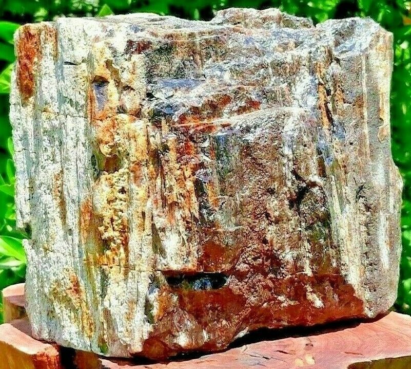 Petrified Wood From South Texas Ranch
