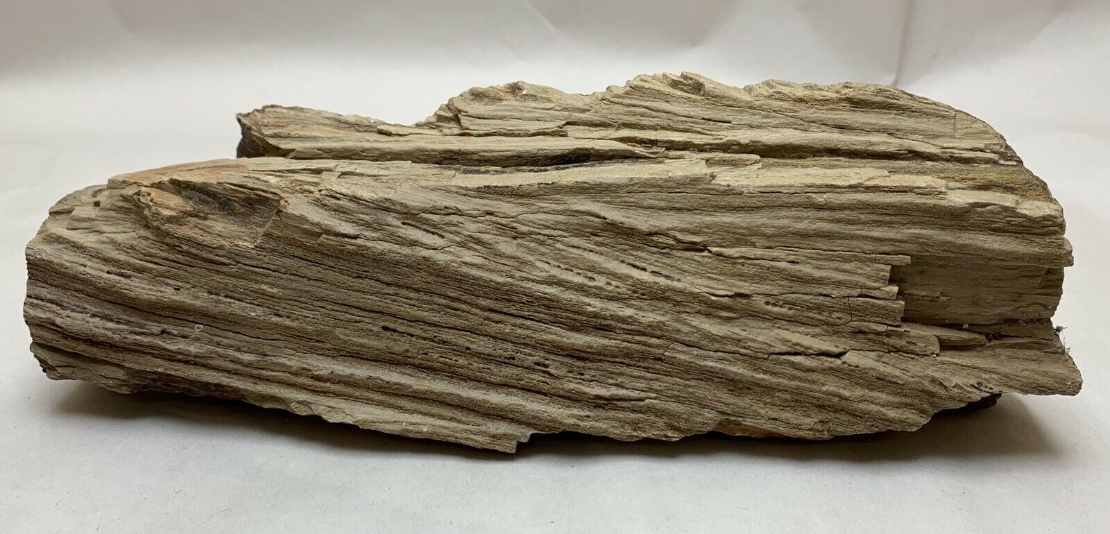 Petrified Wood Limb Trunk Bark Rough Specimen Display Piece 2 Lbs 10.5 Oz