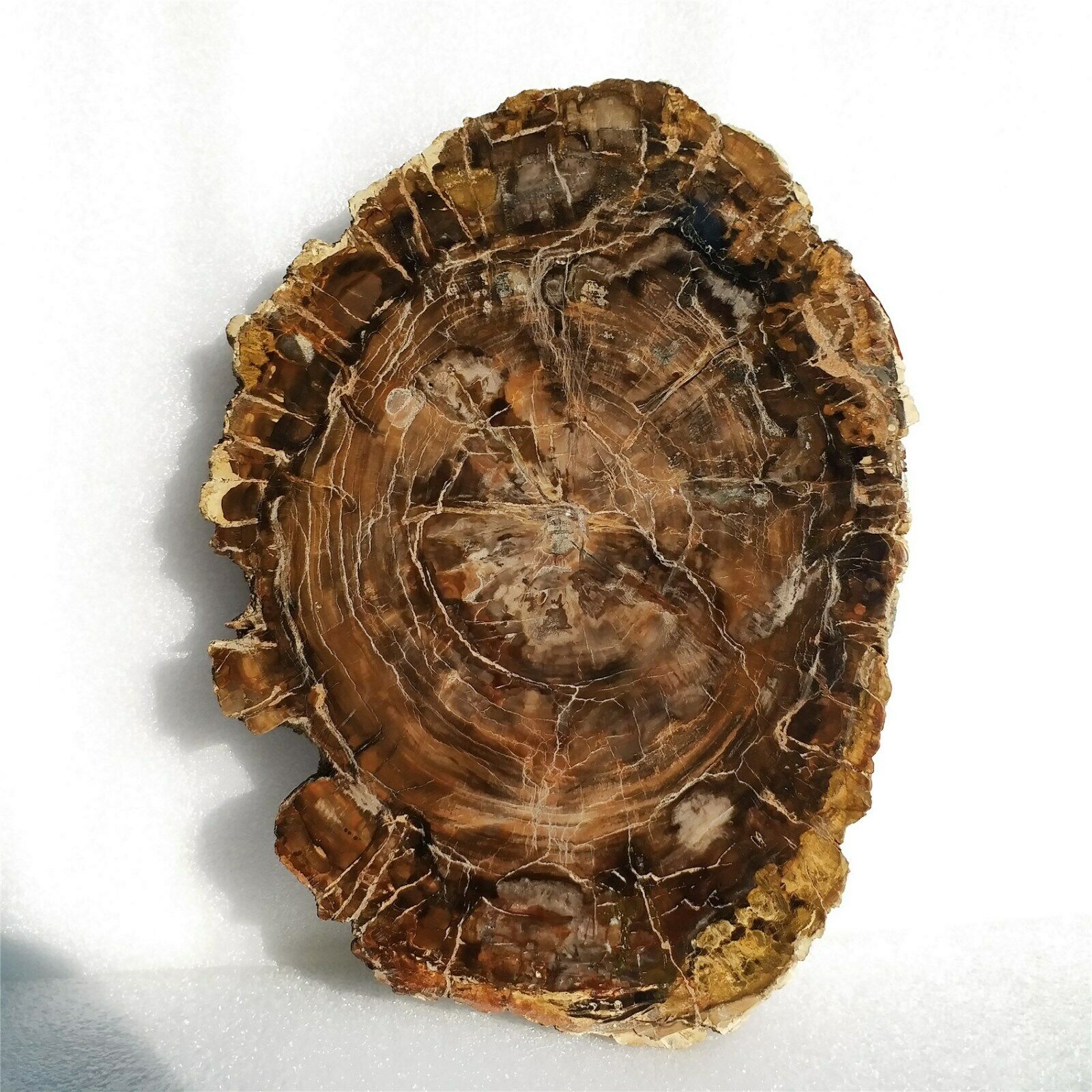 2720g Polished Petrified Wood Fossil Agate Slice Display Madagascar A3048