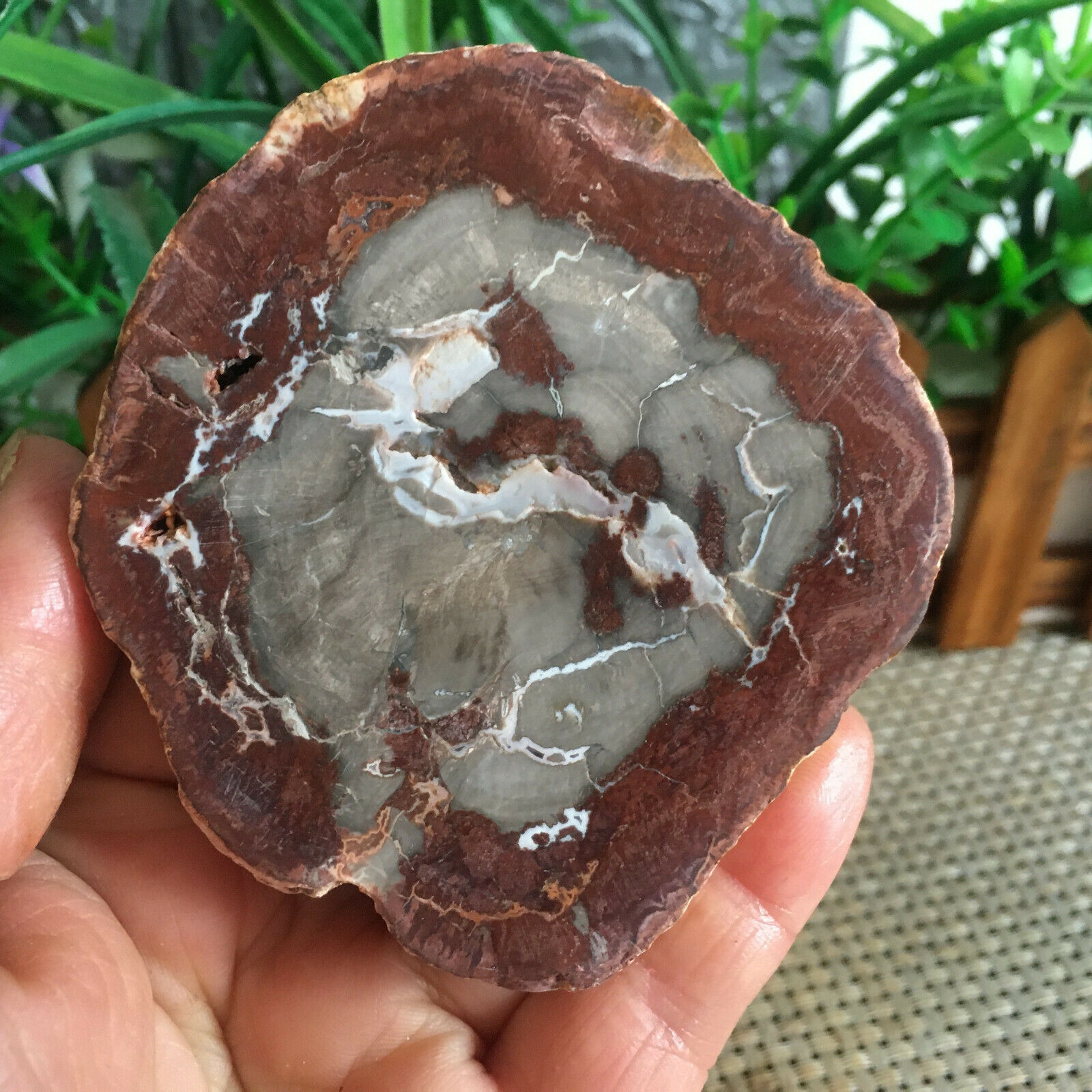 132g Beautiful Polished Petrified Wood  Crystal Slice Madagascar Mn877