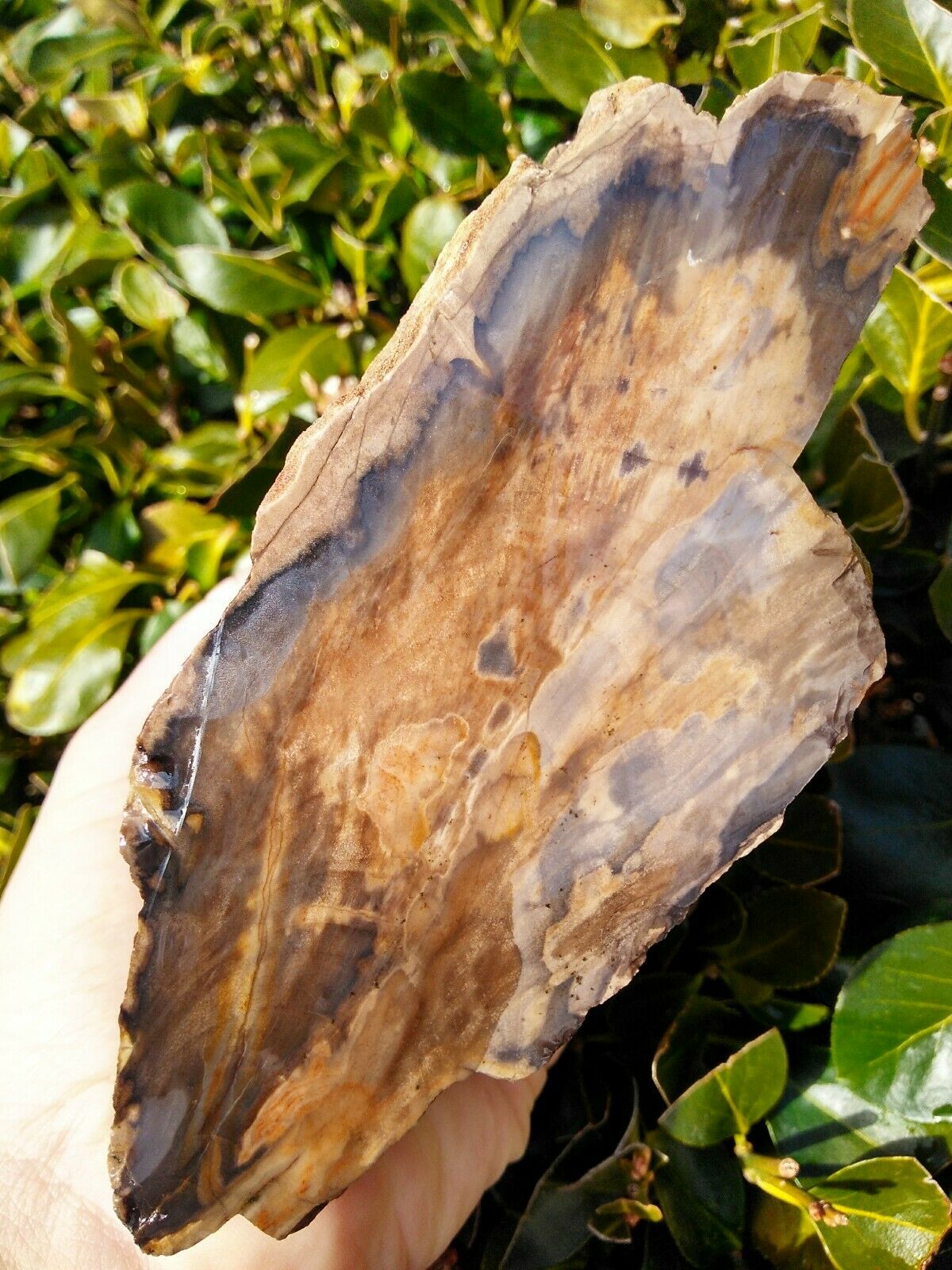 Face Cut Agatized Petrified Wood Owyhee Mtns Oregon Rings Exposed Bark 3lbs 13oz