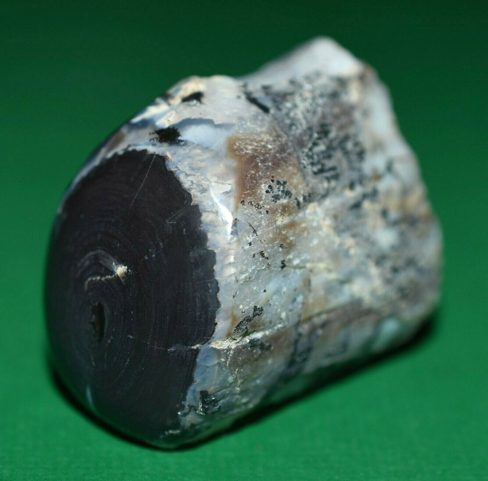 Petrified Opalized Wood Fossilized Limb Casting Hand Dug Virgin Valley, Nevada