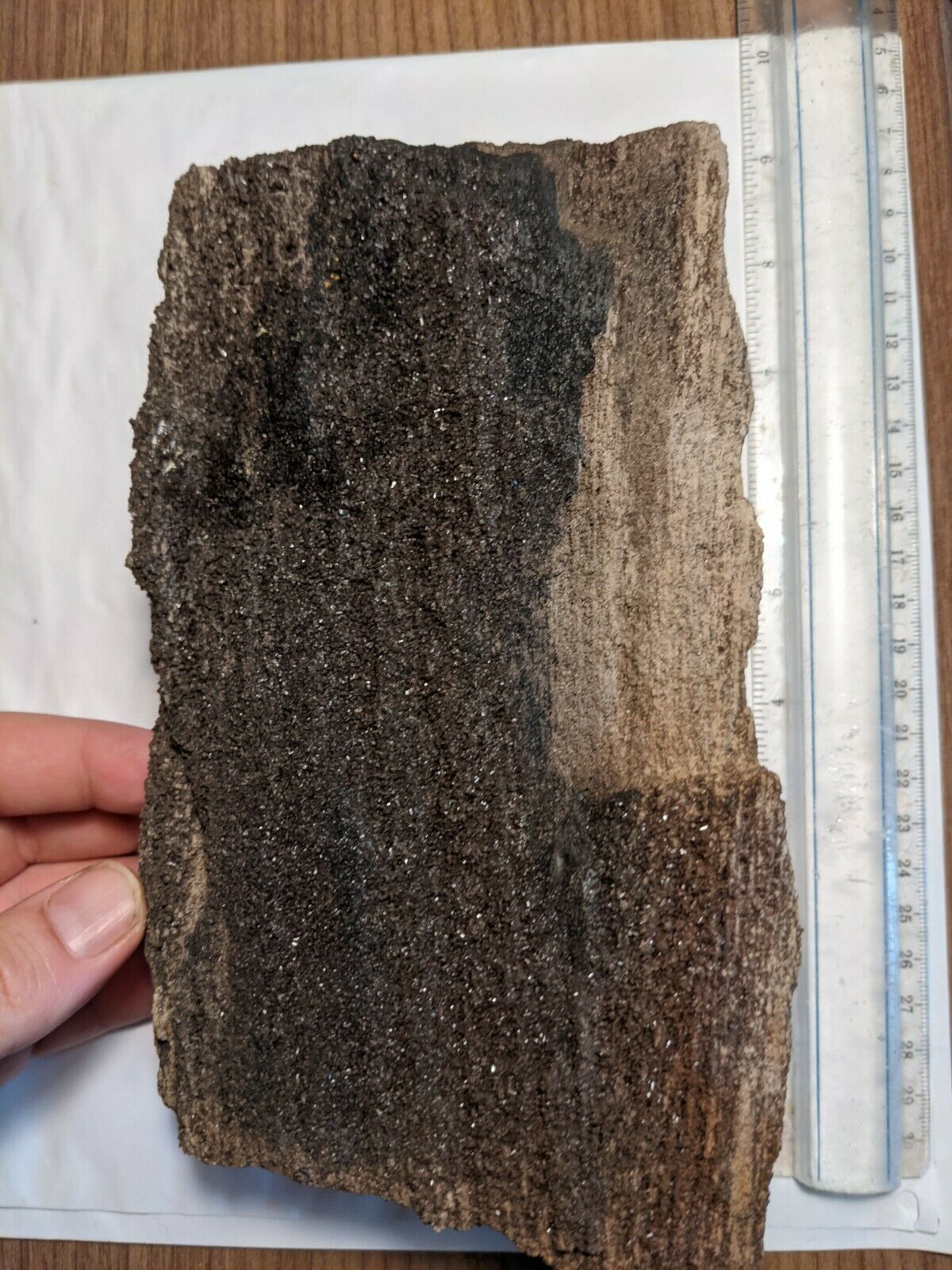 5.1lb Large Black Petrified Wood W Crystal Druzy Clio Alabama Al Brilliant